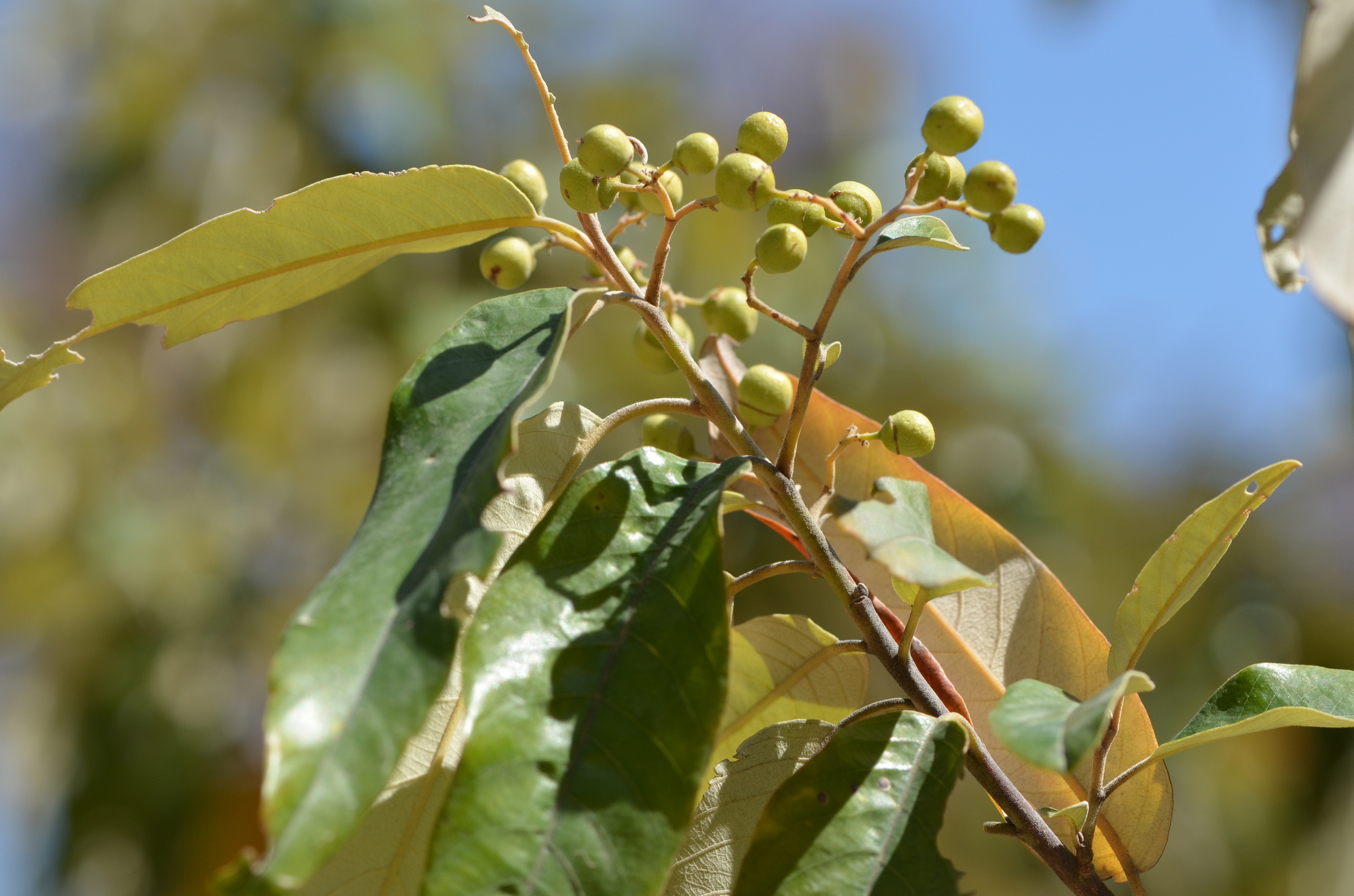 Alphitonia excelsa