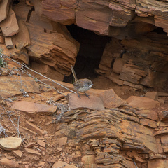 Short-Tailed Grasswren photo 5