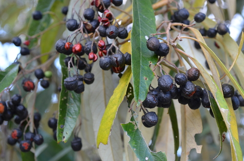 Alphitonia excelsa