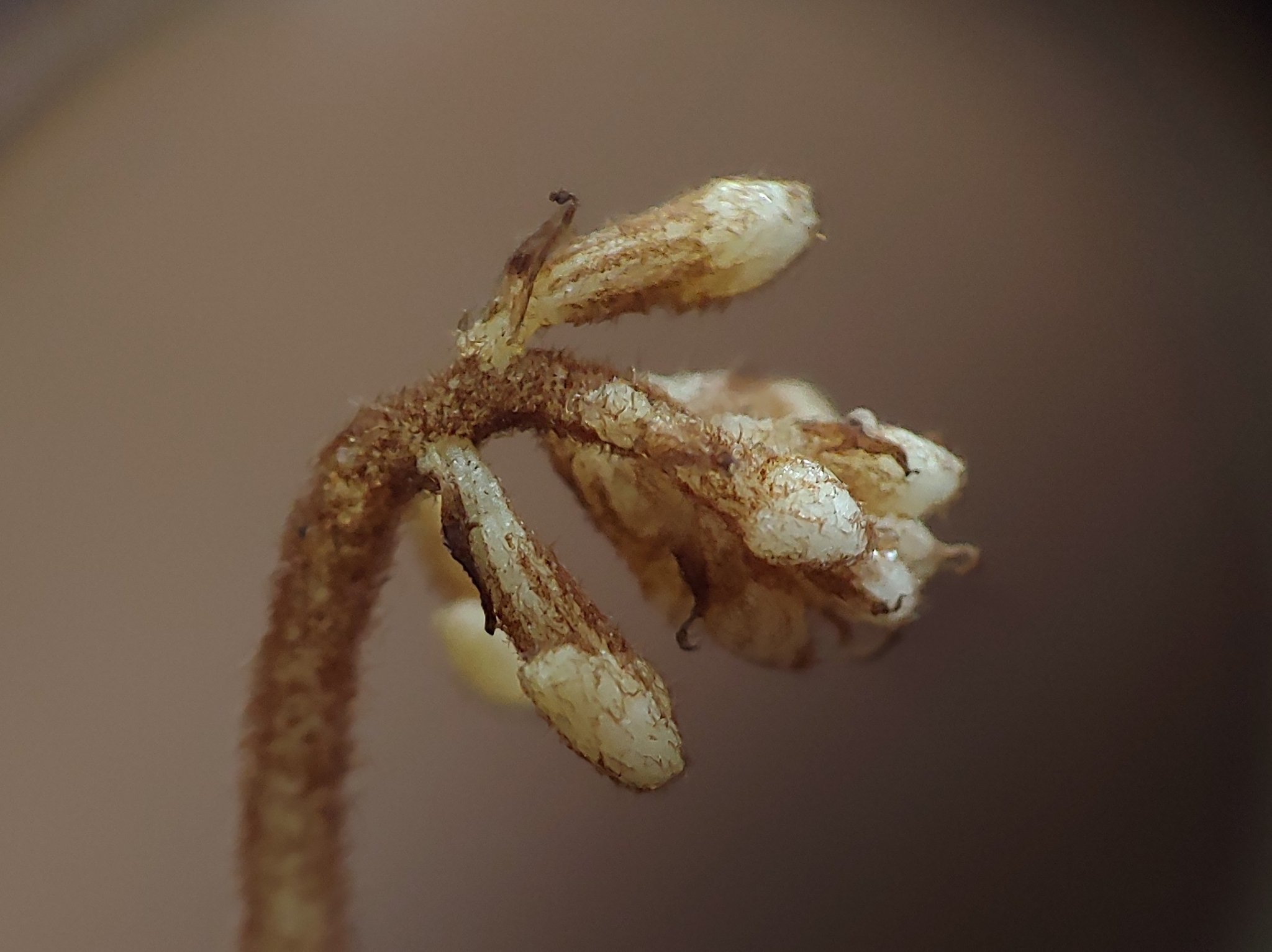 Wullschlaegelia calcarata