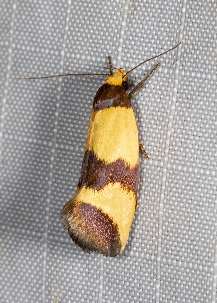 Chrysonoma fascialis