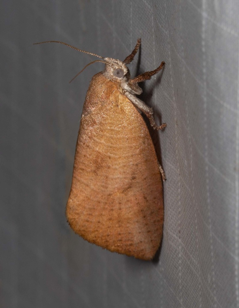 Callizyga dispar