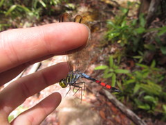 Agrionoptera sexlineata