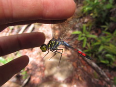 Agrionoptera sexlineata