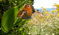 Coenonympha corinna