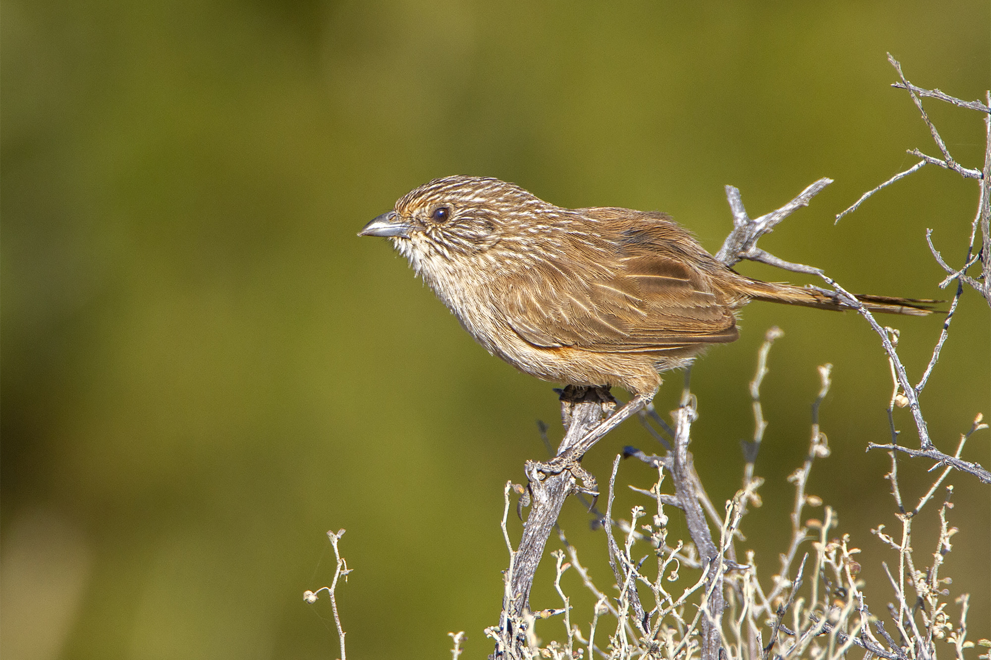 Thick-billed Grasswren illustration