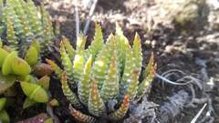 Haworthiopsis fasciata