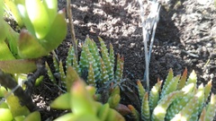 Haworthiopsis fasciata