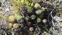 Haworthiopsis fasciata