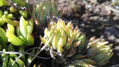 Haworthiopsis fasciata