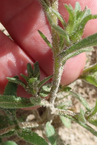 Image of Zaluzianskya parviflora by no rights reserved