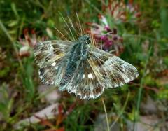 Muschampia floccifera