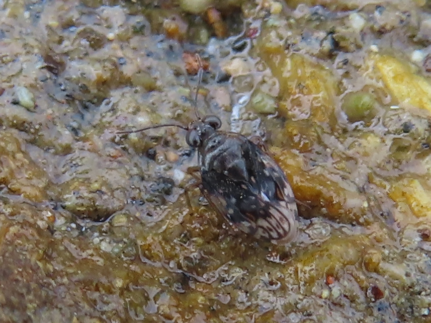 Saldula from Район Аоба, Сендай, Мияги, Япония on June 21, 2022 at 09: ...