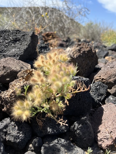 Ammodaucus leucotrichus image