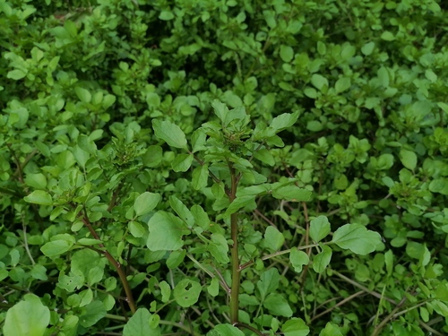 Наблюдение на iNaturalist
