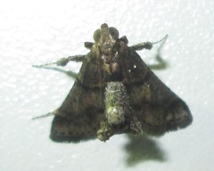 Stemmatophora