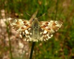 Muschampia lavatherae