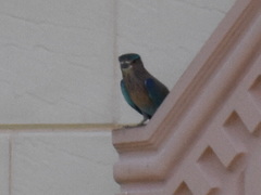 Coracias benghalensis