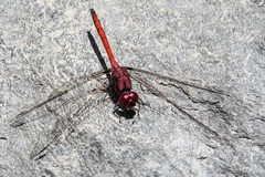 Trithemis lilacina