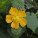 Indian Mallow - Photo (c) Harshjeet Singh Bal, some rights reserved (CC BY-NC)