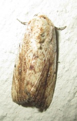 Tachosa brunnescens