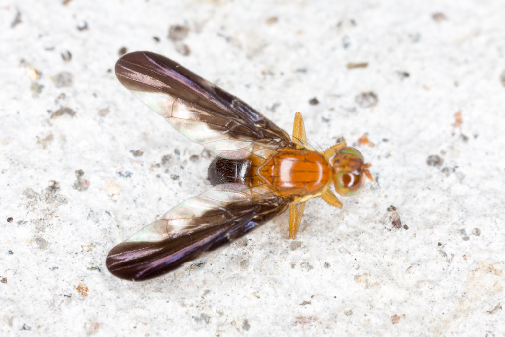 Hemilea dimidiata