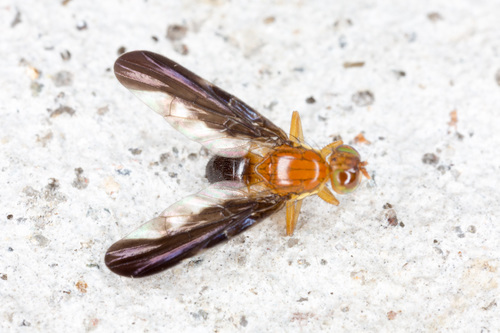Hemilea dimidiata