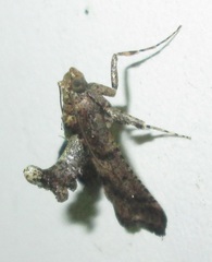 Stemmatophora