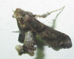 Stemmatophora