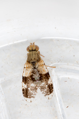 Tephritis formosa