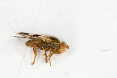Tephritis formosa