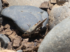 Sphingonotus erythropterus