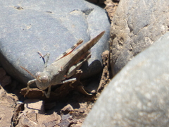 Sphingonotus erythropterus