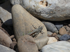 Sphingonotus erythropterus