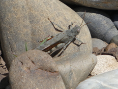 Sphingonotus erythropterus