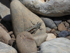 Sphingonotus erythropterus