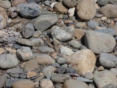 Sphingonotus erythropterus