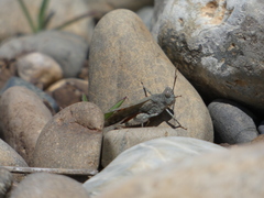 Sphingonotus erythropterus