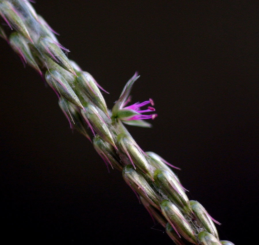 Achyranthes