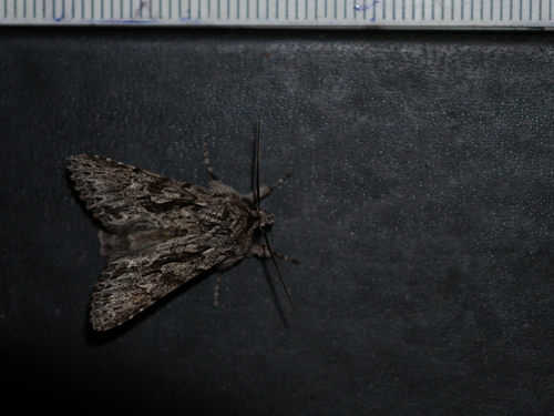 Xylocampa areola