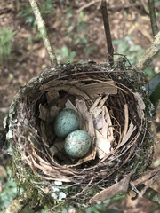 Eopsaltria australis