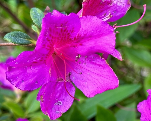 Rhododendron indicum