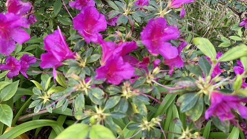Rhododendron indicum
