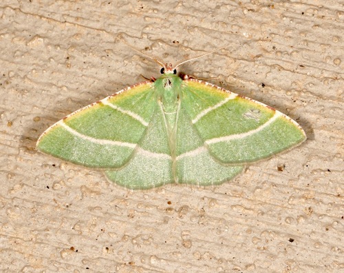 Phoenix Emerald Moth photo 2