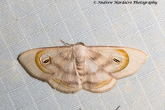 Problepsis achlyobathra