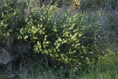 Acacia rupicola