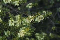 Acacia rupicola