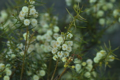 Acacia rupicola