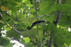 Blue Speckled Tree Monitor photo 5