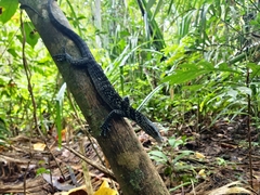 Blue Speckled Tree Monitor photo 4